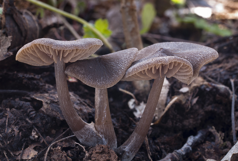 Entoloma vernum